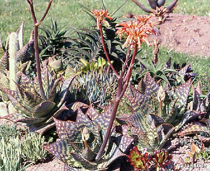 Aloe greatheadii ©JL